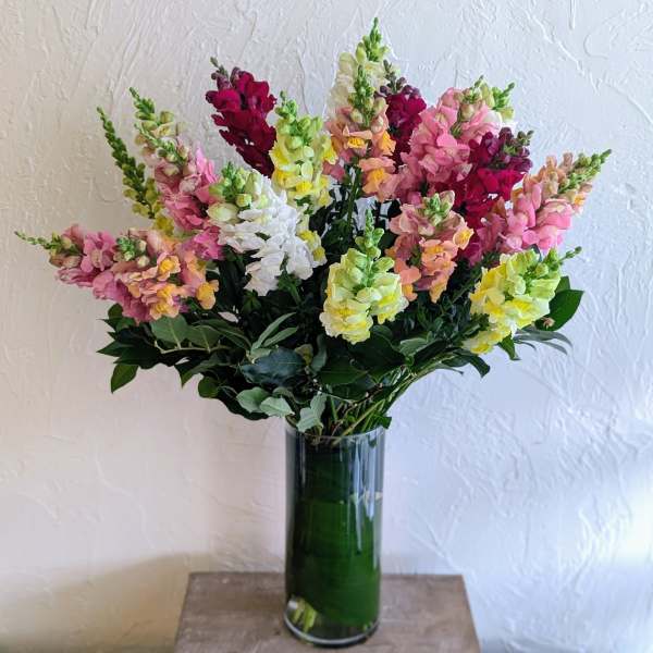 Awww Snapdragon!