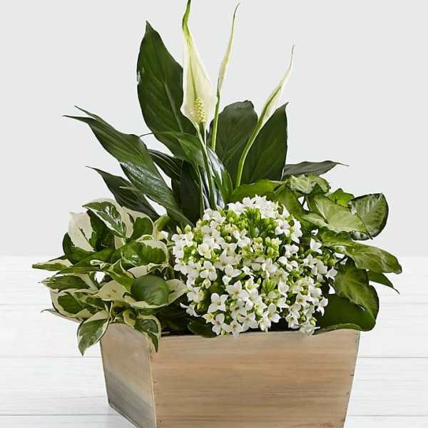 White flowers and green plants arranged in a wooden box
