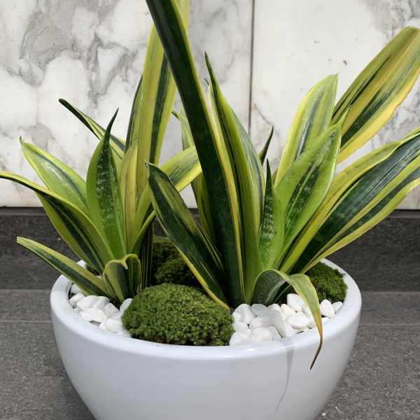 Potted snake plants in a white bowl planter with white stones