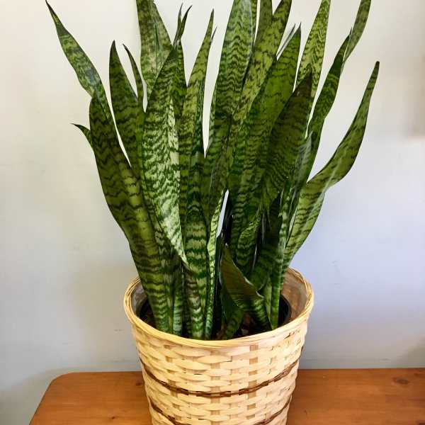 Potted snake plant in a woven basket planter