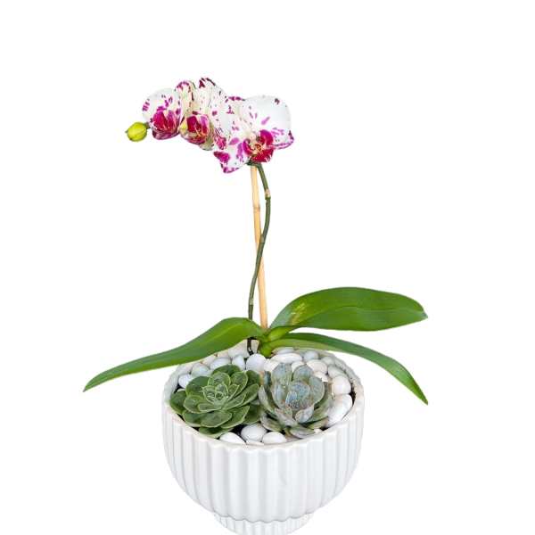 Potted orchid with pink-speckled blooms and two succulents in a white planter