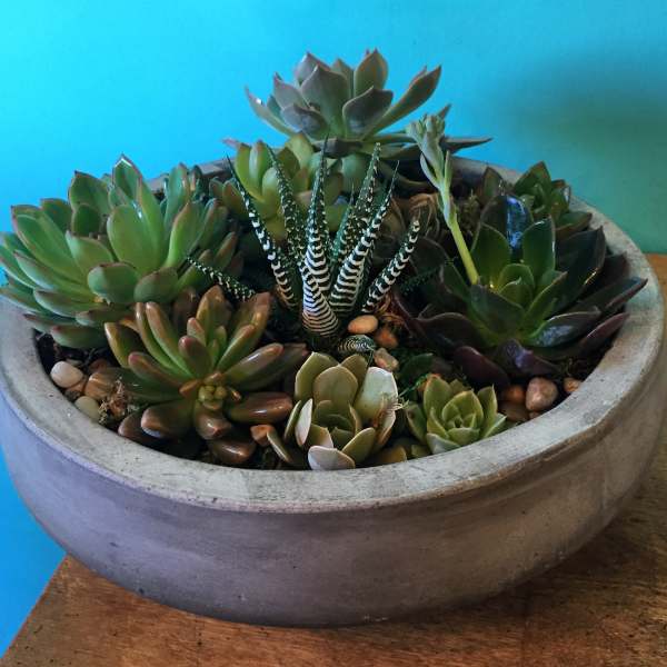 Succulent arrangement in a round concrete planter