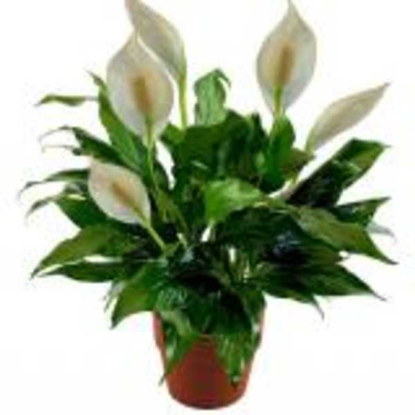 Potted peace lily plant with white blooms