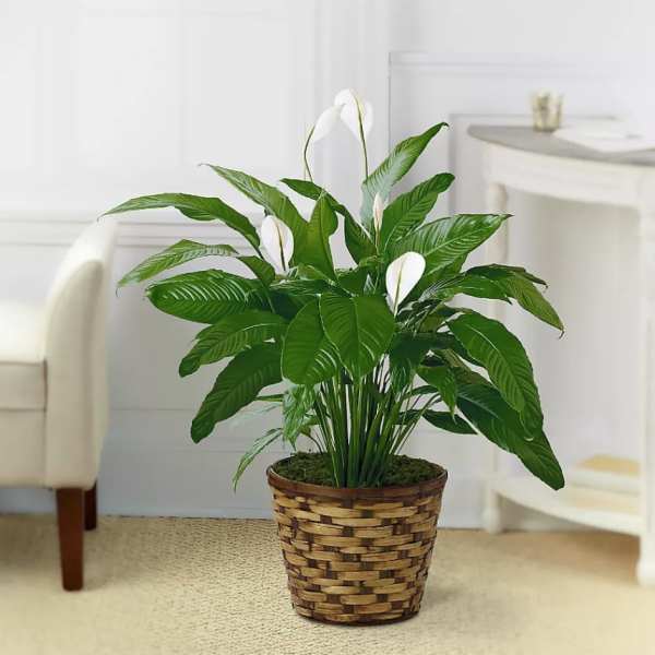 Potted peace lily in a woven basket planter