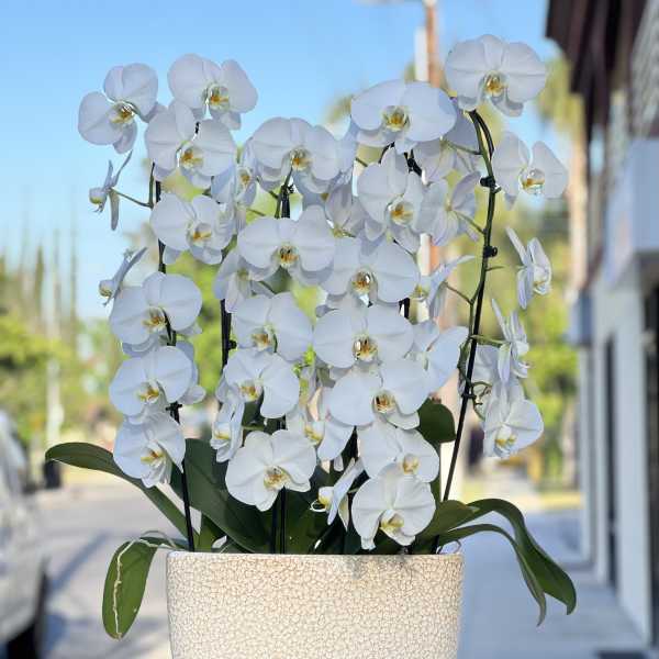 White orchids arranged in a textured cream planter