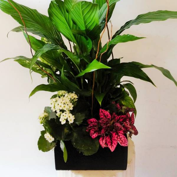 Tall arrangement with white spathes, green foliage, and pink patterned leaves in a black container