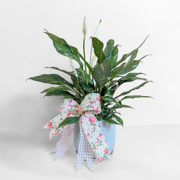 Potted peace lily with white blooms and a floral ribbon bow
