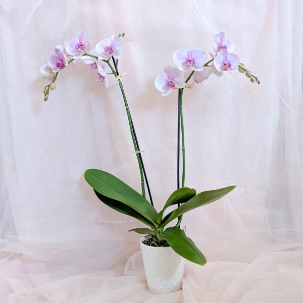 Potted orchid with pale pink blooms in a white pot