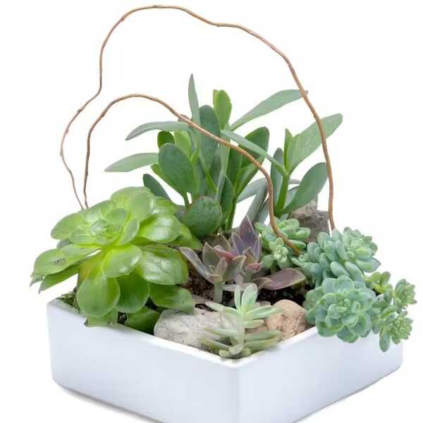 STUNNING SUCCULENT GARDEN