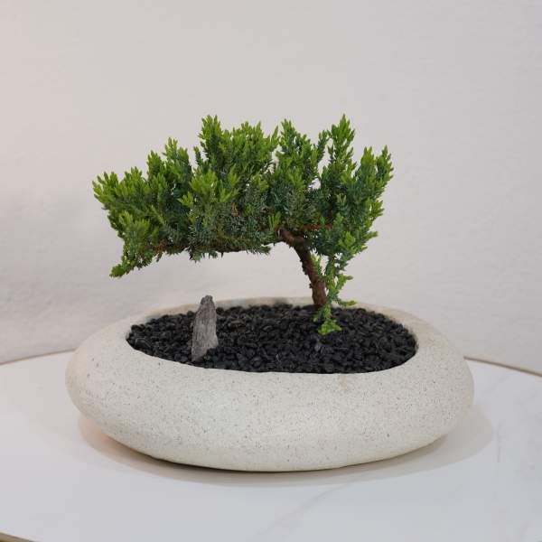 Signature Zen Bonsai by Guy Floral Studio