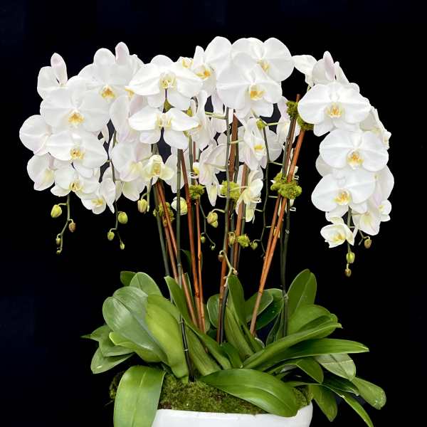 Lovely Orchids