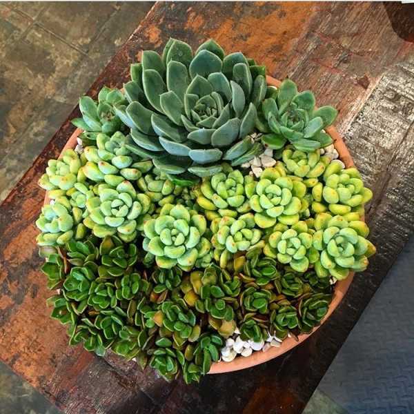 Round terracotta pot filled with assorted green succulents
