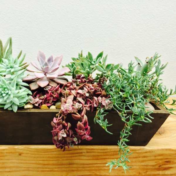 Succulent arrangement in a rectangular wooden planter