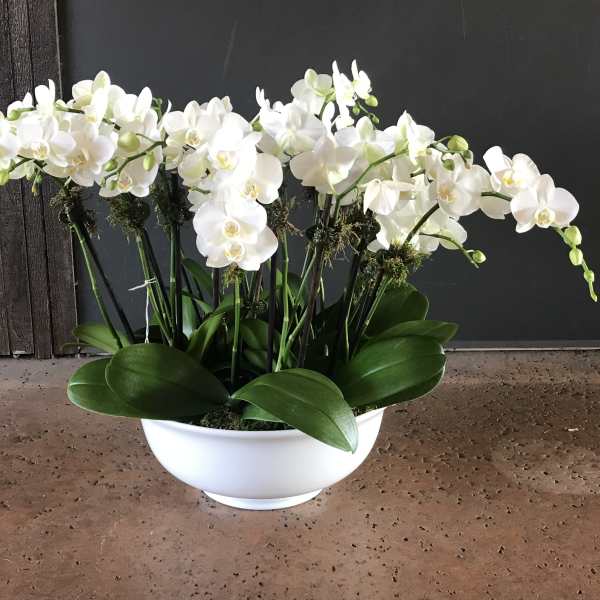 White orchid arrangement in a white bowl planter