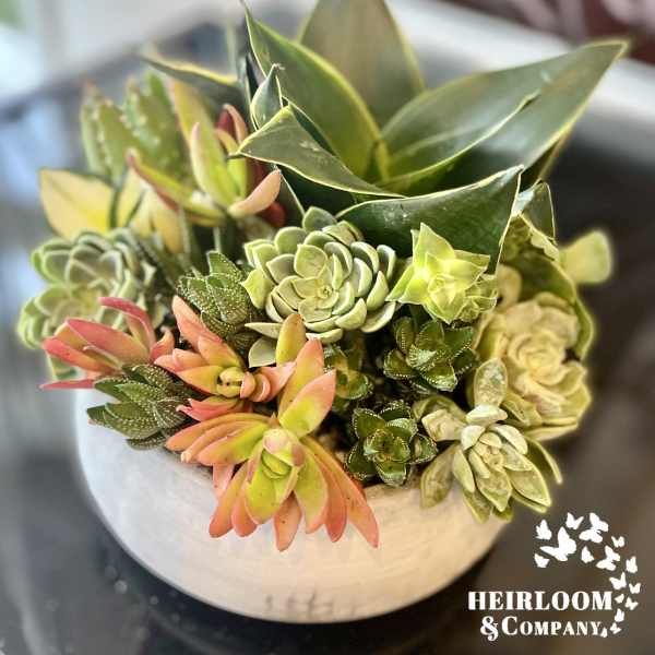 Succulent arrangement in a round white pot with green and pink rosettes