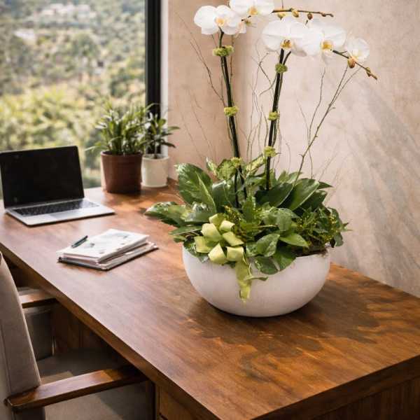White orchids in a white bowl on a wooden desk