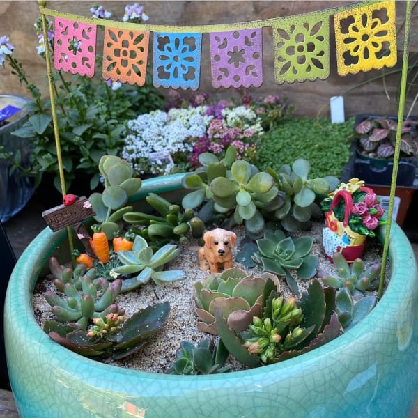 Sympathy Succulent