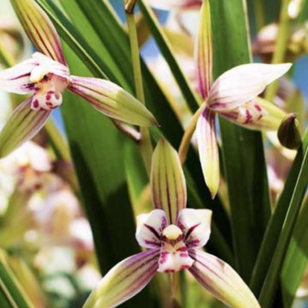 Close-up of striped orchid blooms among long green leaves