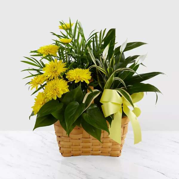 Yellow chrysanthemums in a woven basket with a ribbon