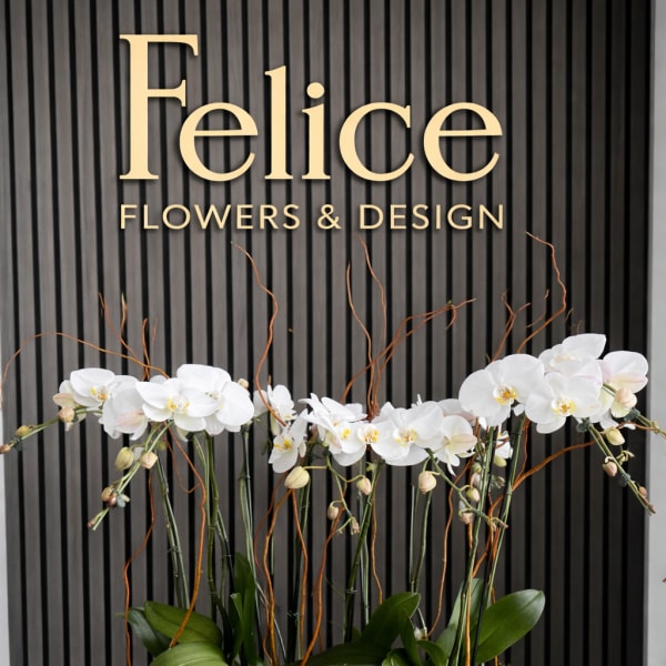 White orchids arranged in a low oval planter with moss
