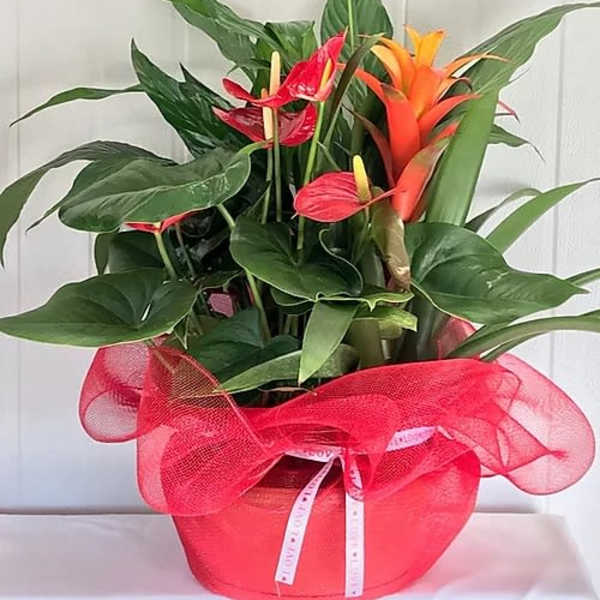 Tropical flower arrangement in a red wrapped pot with orange and red blooms