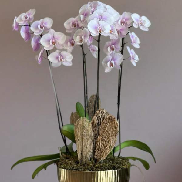 Potted orchid arrangement with pale pink and white blooms in a gold pedestal planter