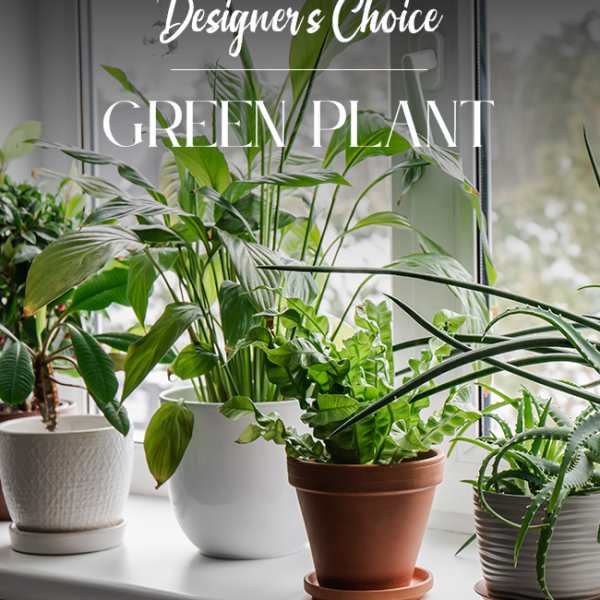 GREEN PLANT