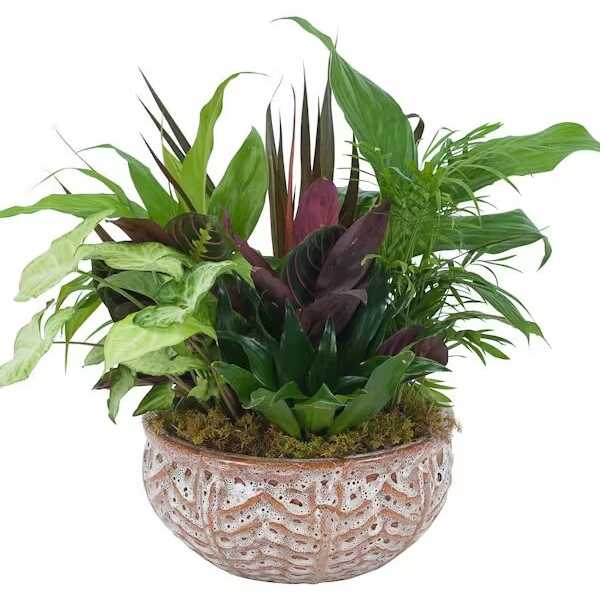 CERAMIC DISH GARDEN