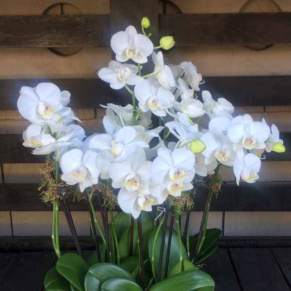 White orchid plant in a decorative pot