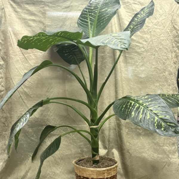 Potted tropical plant with large variegated green leaves in a woven basket