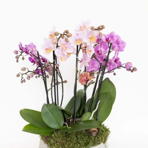 Potted arrangement of pink and purple orchids in a white bowl