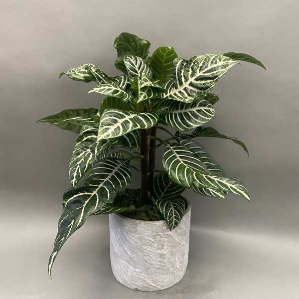 Potted plant with dark green striped leaves in a white textured pot