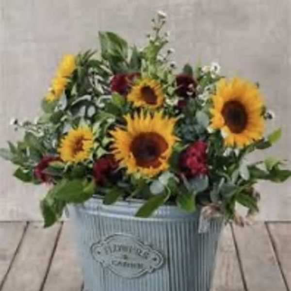 Sunflower arrangement in a blue metal container