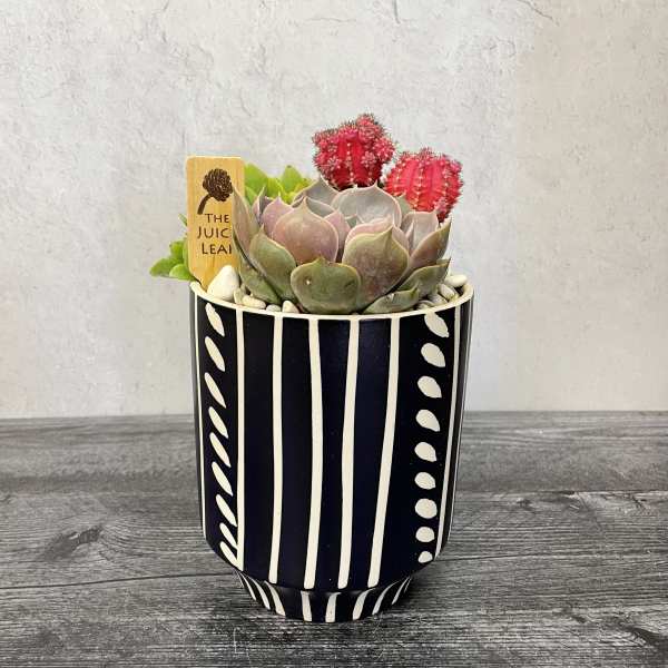 Succulent arrangement in a black-and-white striped pot