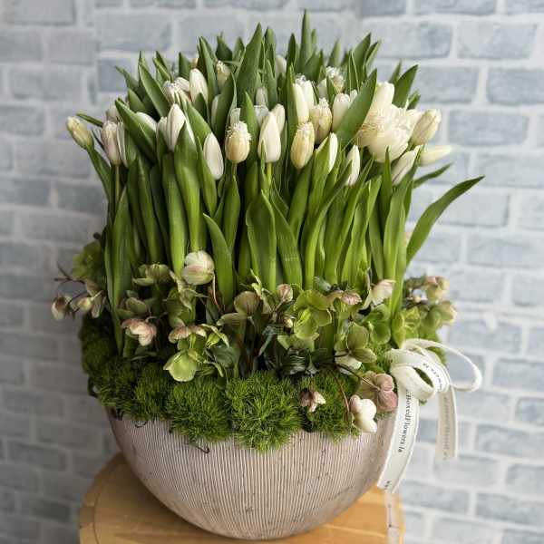 White tulips in a ribbed ceramic vase with moss and hellebore accents