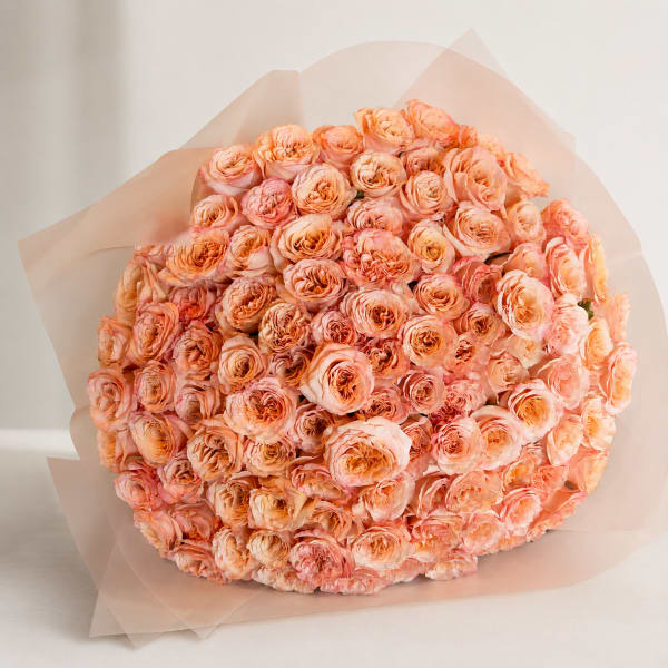 Shimmer Lover