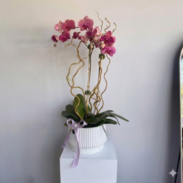 Multicolor Orchids Set