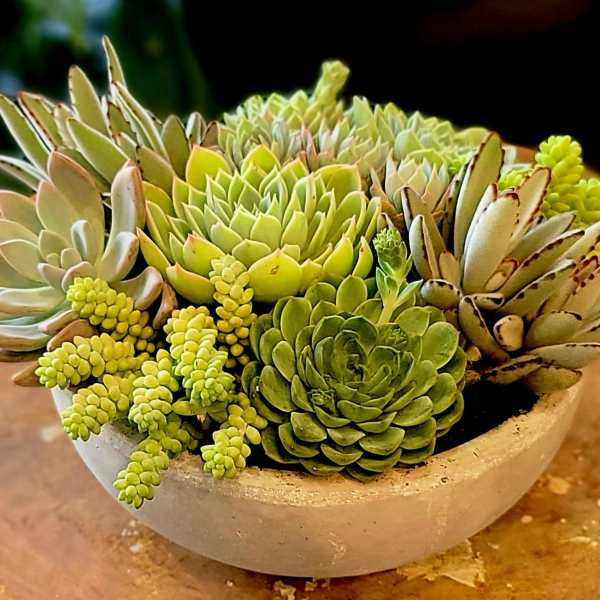 Succulent arrangement in a shallow round bowl