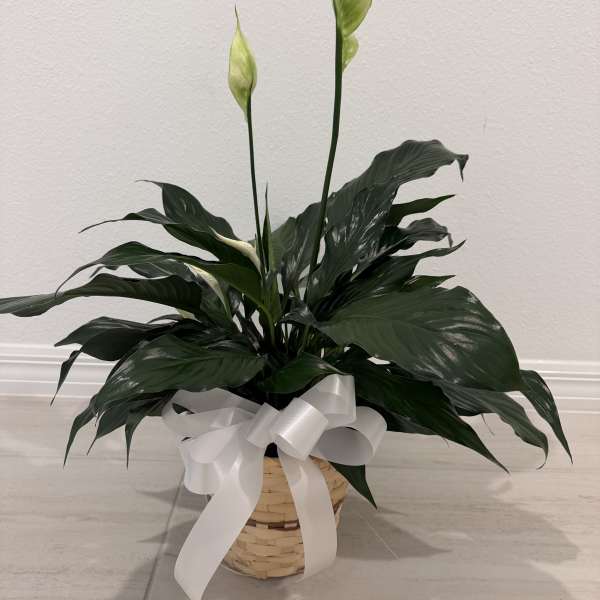 Peace Lily