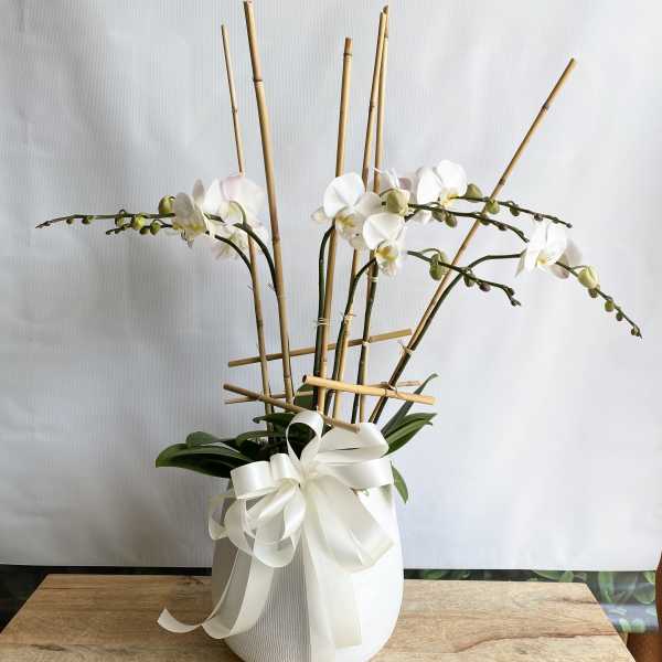 White orchid arrangement in a white vase with a ribbon bow