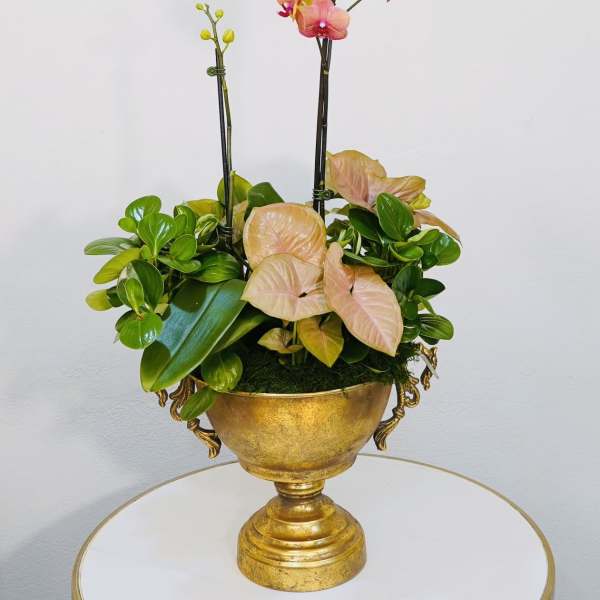 Golden Sunset Orchids