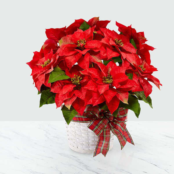 Red poinsettia plant in a white basket with a plaid ribbon
