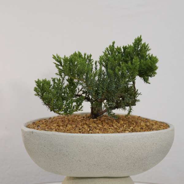 Zen Harmony Bonsai – Modern White Planter