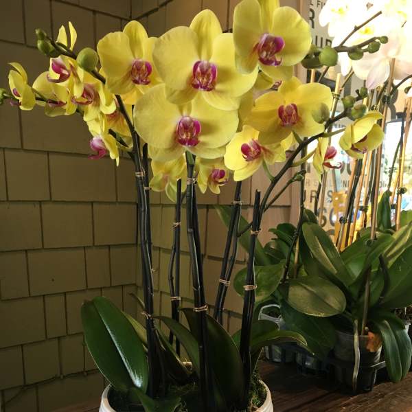 Yellow orchid plant in a white ceramic pot