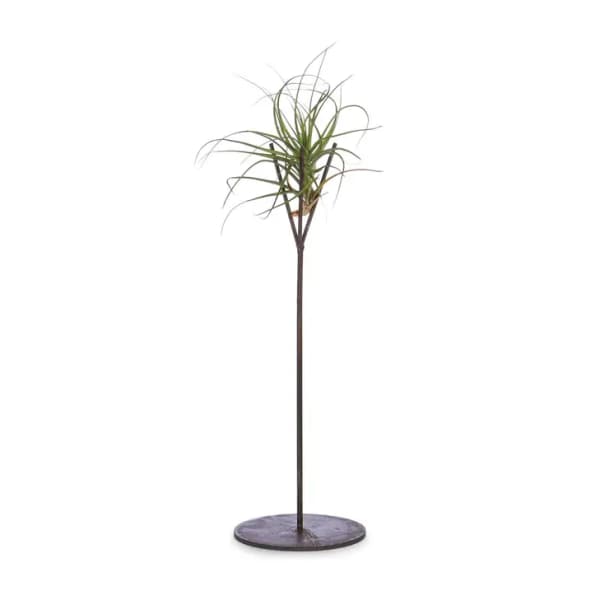Potted dracaena plant on a tall stand