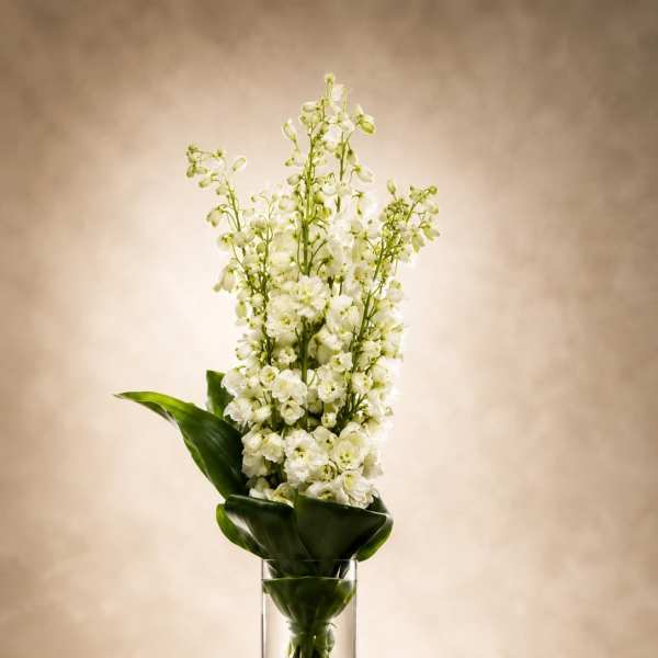 Ivory Cascade Delphiniums