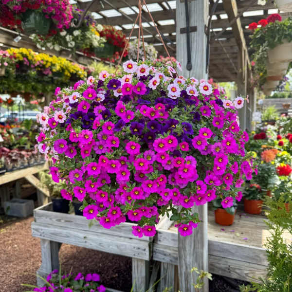 Hanging basket of bright pink and purple flowers