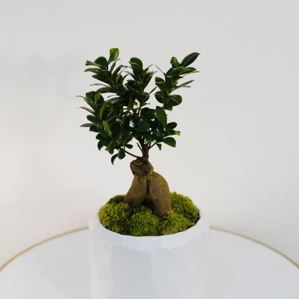 Zen Bonsai Tree