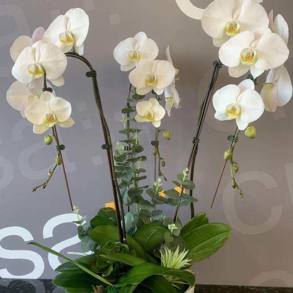 White orchids arranged in a white bowl planter