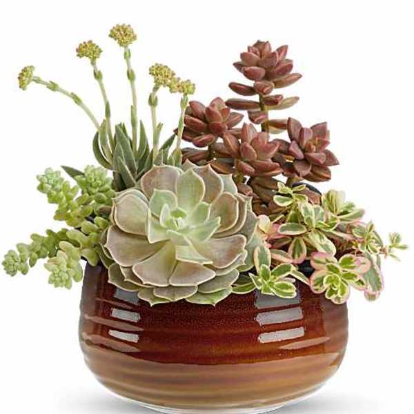 Teleflora's Rustic Succulent Garden